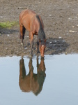 FZ008965 Horse drinking in Ogmore river.jpg